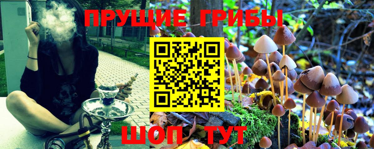 Галлюциногенные грибы Psilocybe  Вход с VPN  Острогожск  Псилоцибиновые грибы прущие грибы 